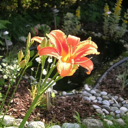 Gasthof-pension Golob 酒店